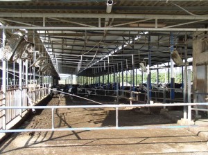 Israeli dairy farming utilizes two types of farms