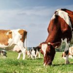 Dry Cow Management is essential