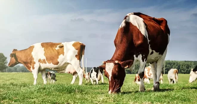 Dry Cow Management is essential