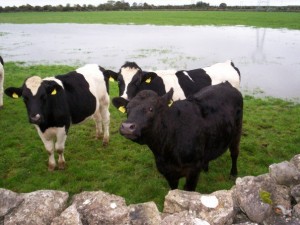 Concern over the milk pricing for Irish farmers