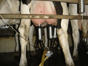 mastitis control in heifers must start early