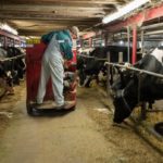 EU Dairy Policy Reform is complicated