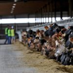 sustainability in the dairy industry is a complex problem