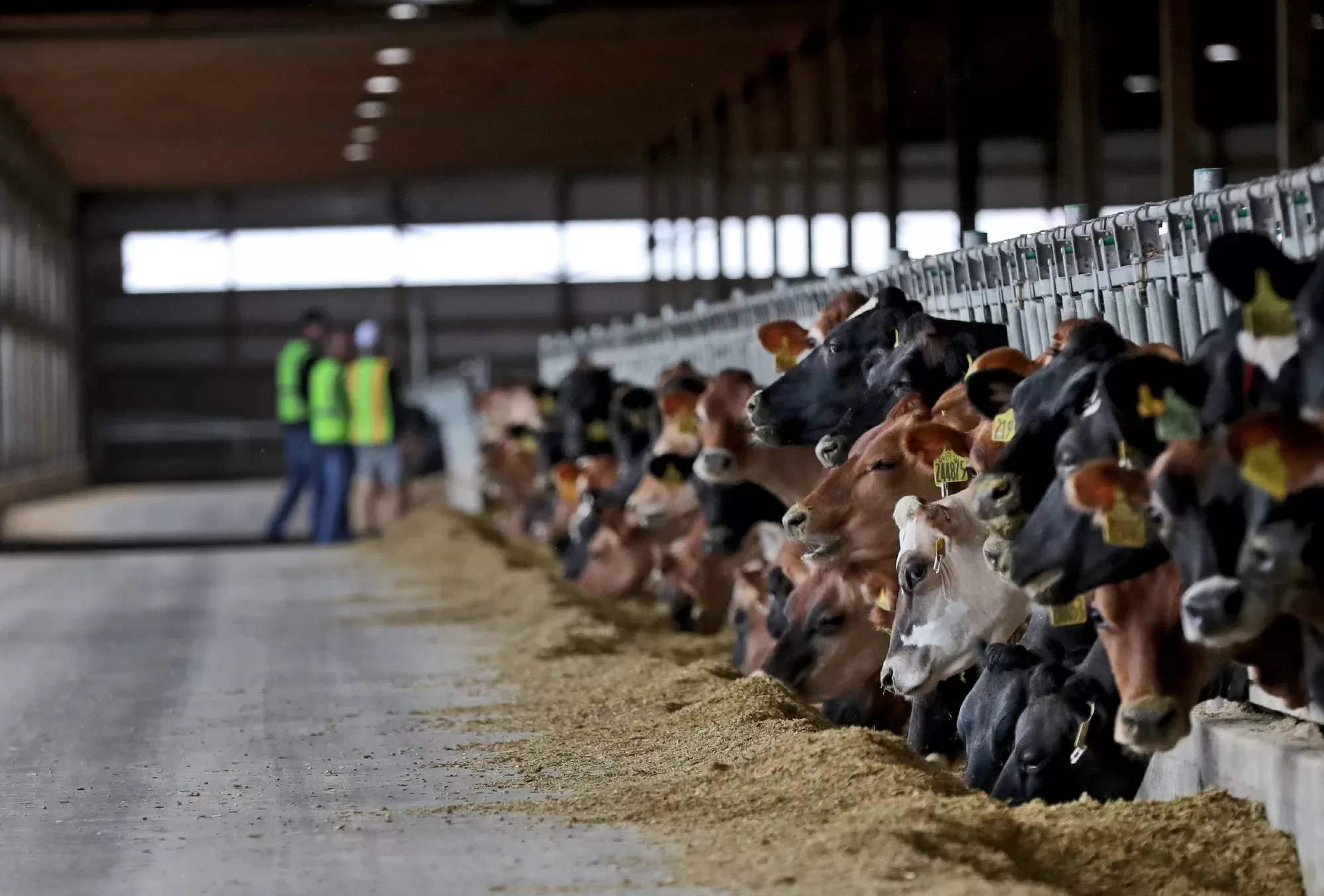 sustainability in the dairy industry is a complex problem