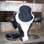 the milk house calf