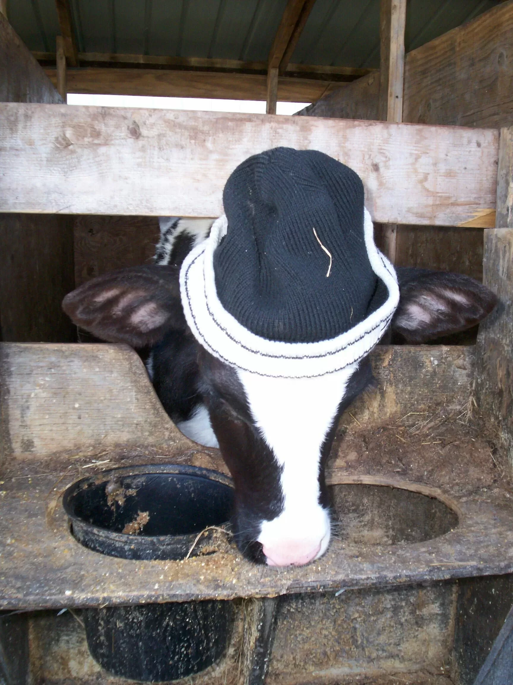 the milk house calf