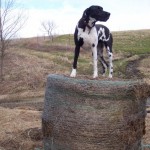 dog on a round bale looking for good rural writing