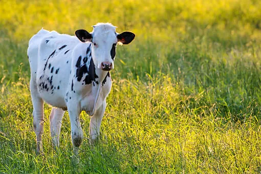 Production and performance standards for growing Holstein heifers, by Hugh Chester-Jones and Neil Broadwater