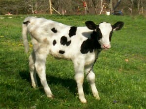 The standards for growing Holstein heifers
