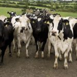 Expansion for Irish farming can change what farming looks like