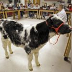 Animal Welfare Curriculum in Classroom