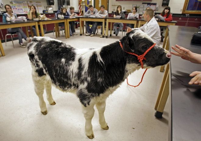 Establishing a Need for an Agriculture Animal Welfare Curriculum, by Whitney Dennis – The Milk House Establishing a Need for an Agriculture Animal Welfare Curriculum, by Whitney Dennis – The Milk House