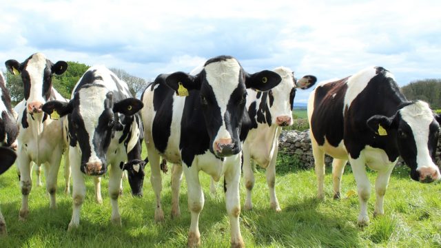 How Many Animals on Your Dairy are not Paying Their Way? by Jim Salfer