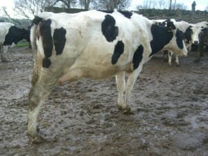 Dairy lameness is an all too common problem