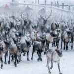 farming on the north pole