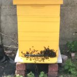 A perfect 35 for the bees
