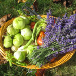 basket from a homesteader