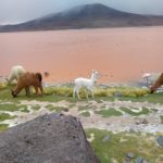 Llamas and alpacas found after locating bolivia