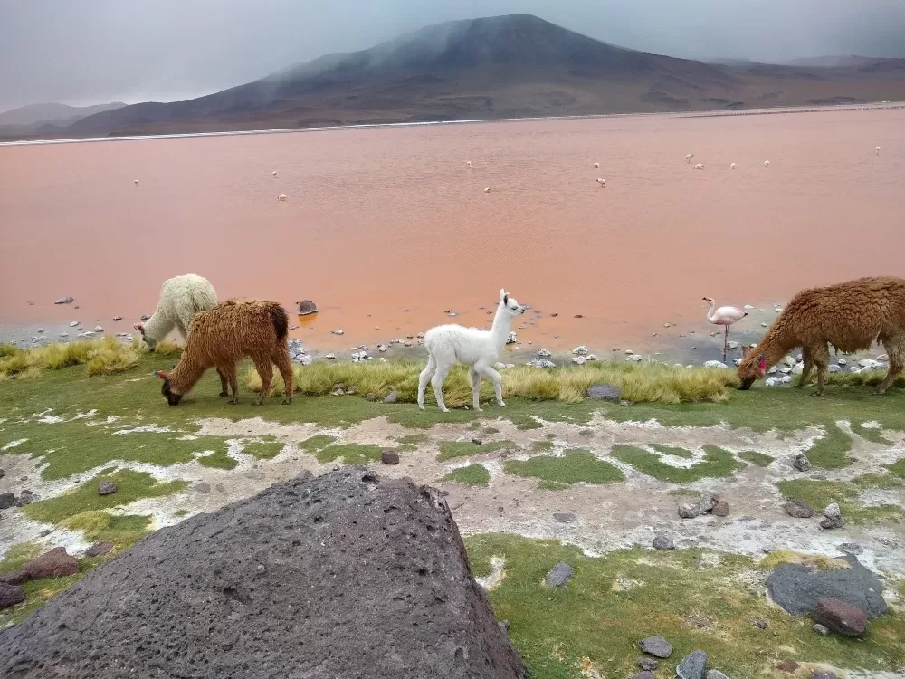 Llamas and alpacas found after locating bolivia