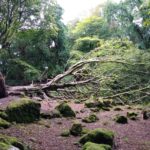 Assessing Nature in Barna Woods