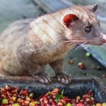 palm civet waiting to poop