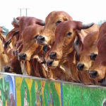 Cows in the classroom