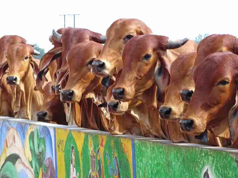 Cows in the classroom