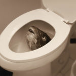 Jim Trelease's best joke: this fish in the toilet