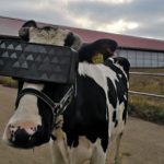 Cows and virtual reality...why not?