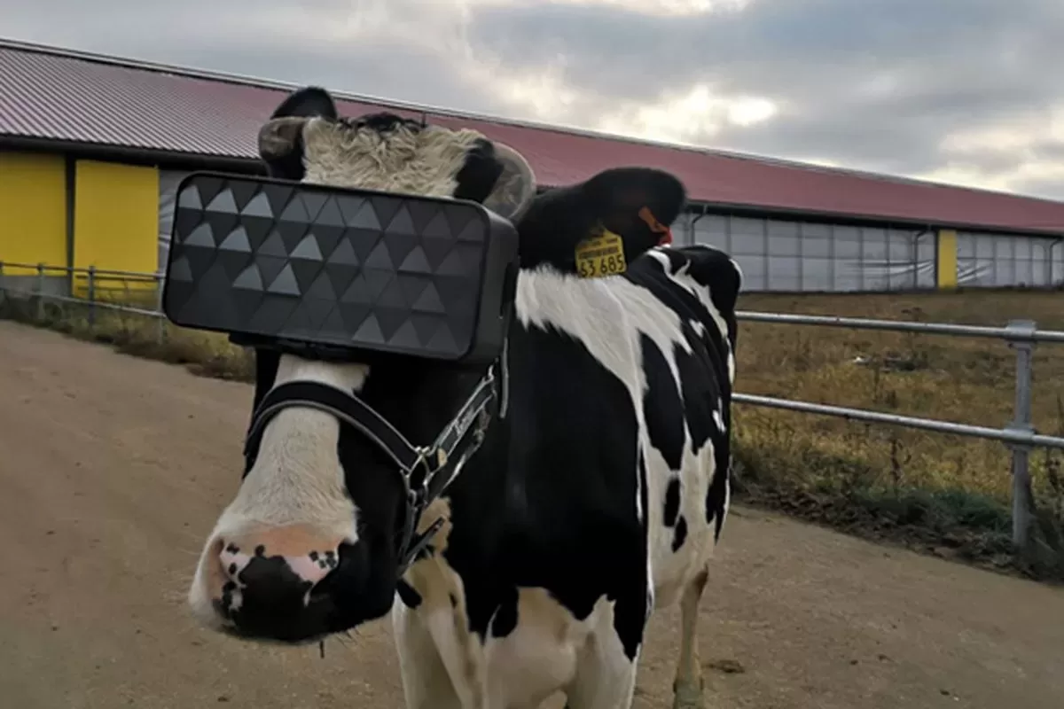 Cows and virtual reality...why not?