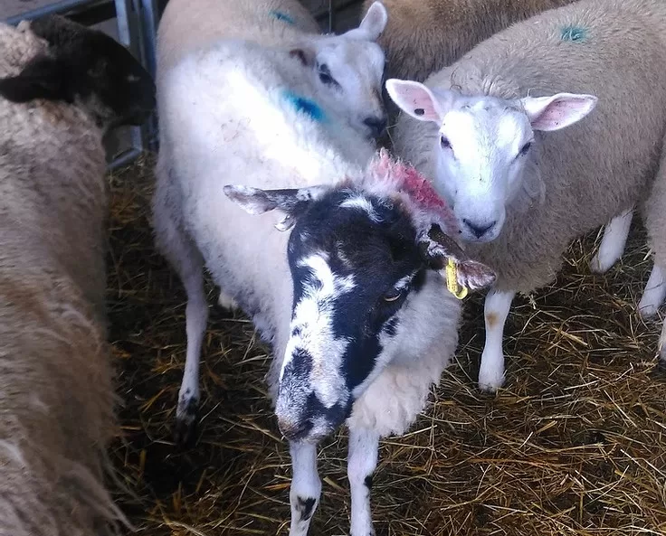 The scabby sheep