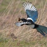 Magpie and Mouse, poems by Liz Quirke