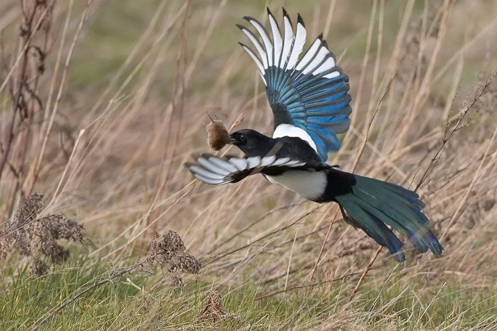 Magpie and Mouse, poems by Liz Quirke