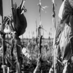 Vernon Bowman's story of fighting Monsanto