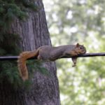 squirrel being silly