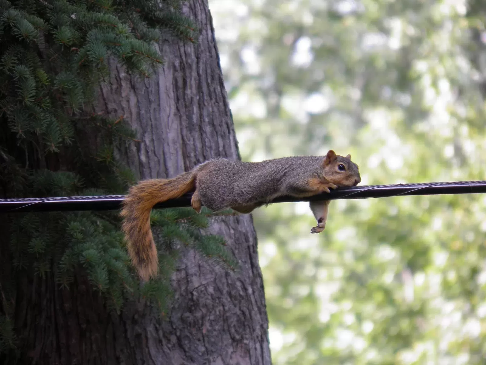 squirrel being silly