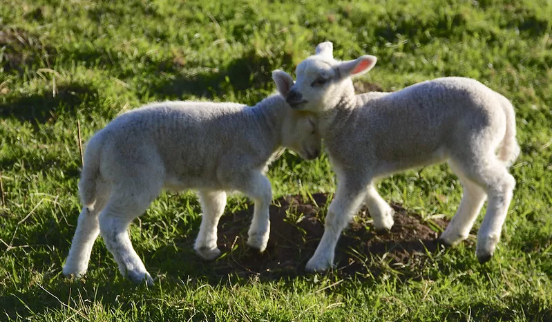 Tales from the Lambing Shed by Andy Offer