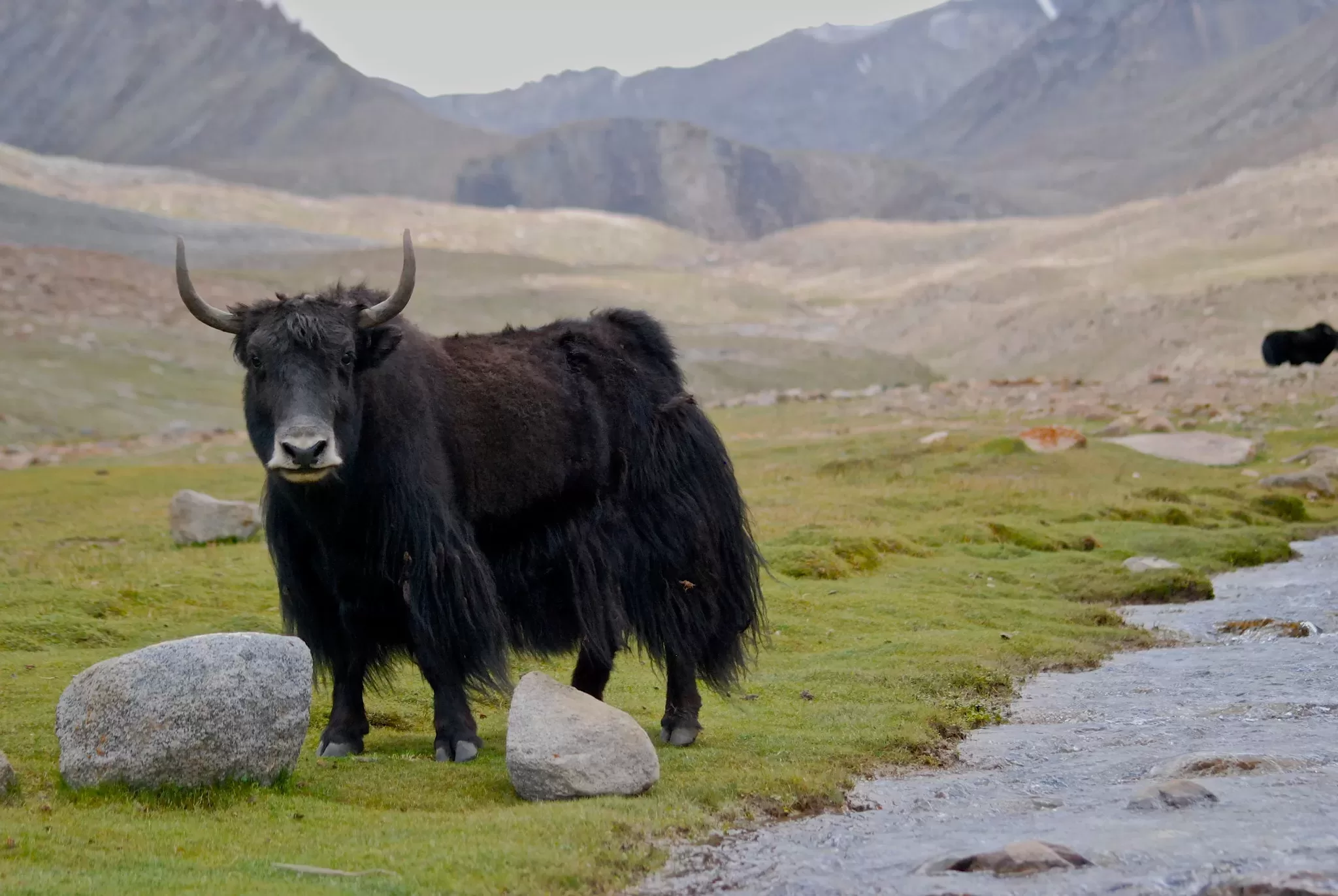 Ode to the Yak – The Milk House