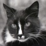 Black and White Cat