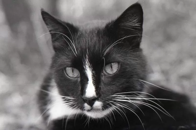 Black and White Cat