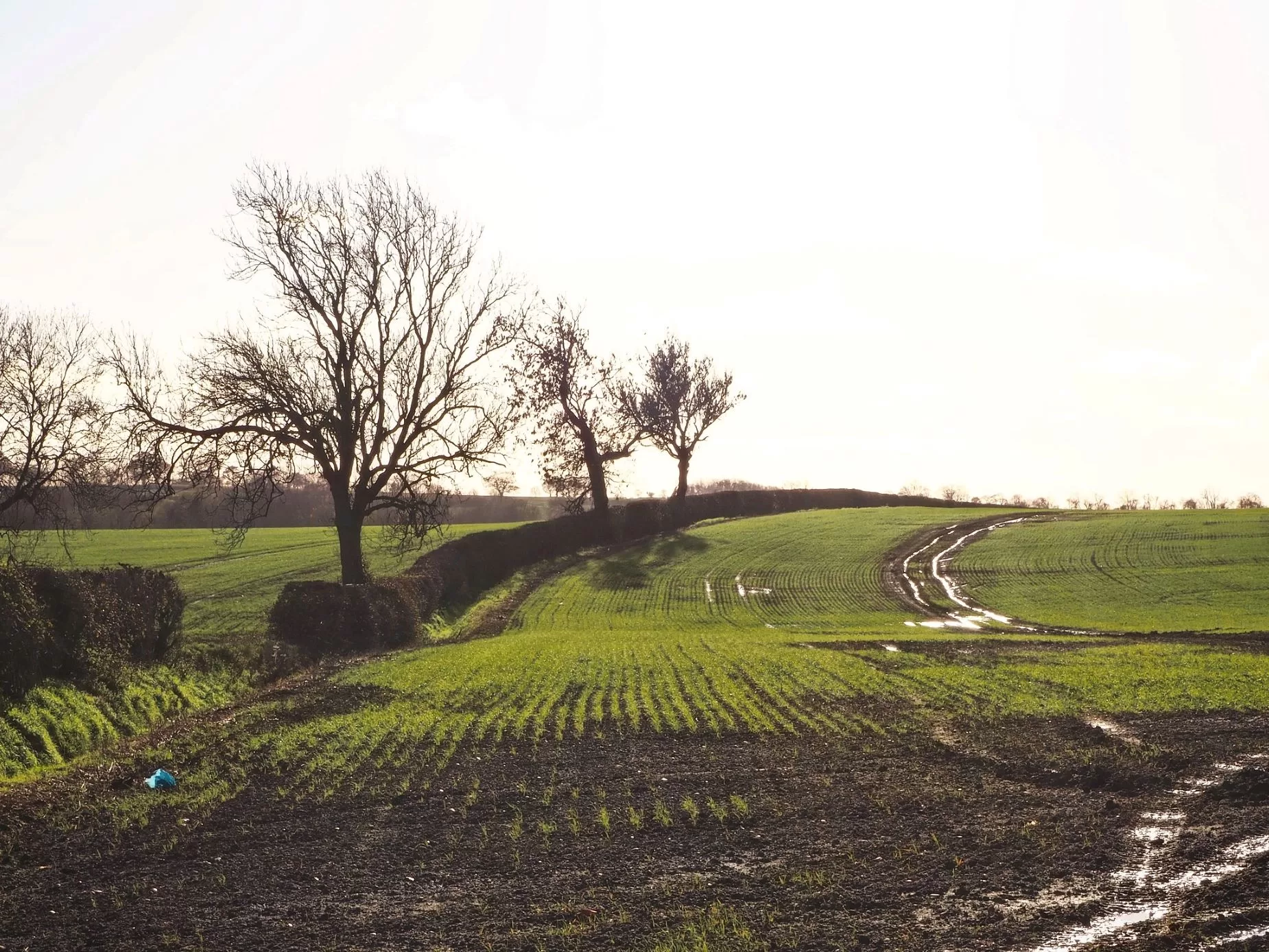 Wet Field