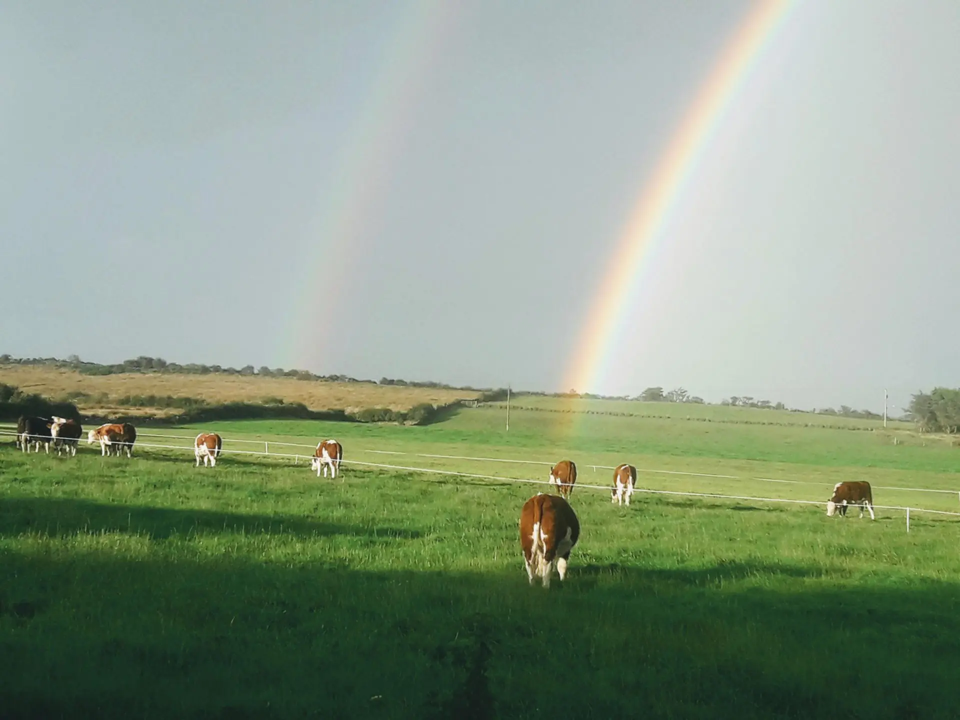 Cattle grazing under rainbow