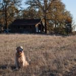 farm dog