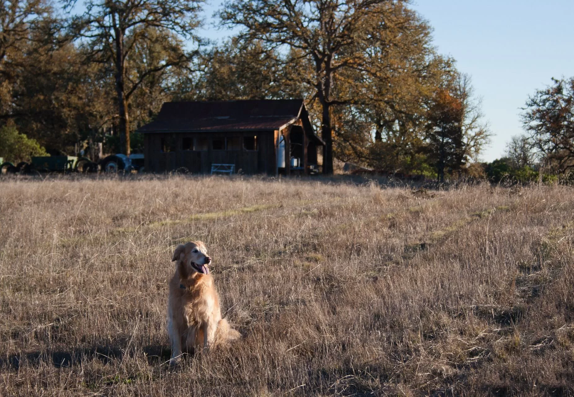 farm dog
