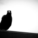 Crow