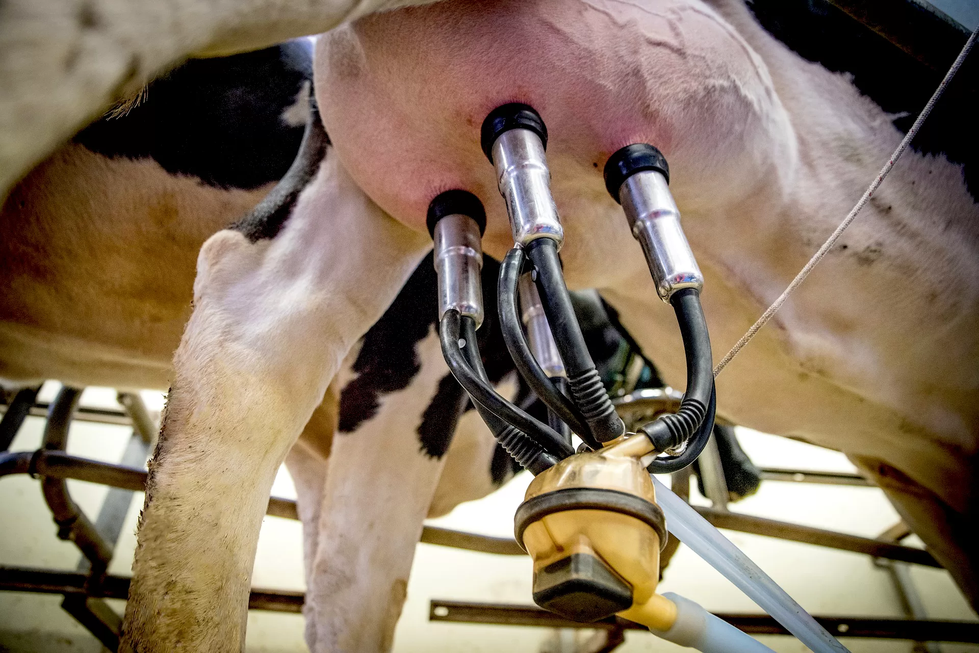 milking