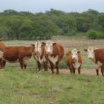 Herefords