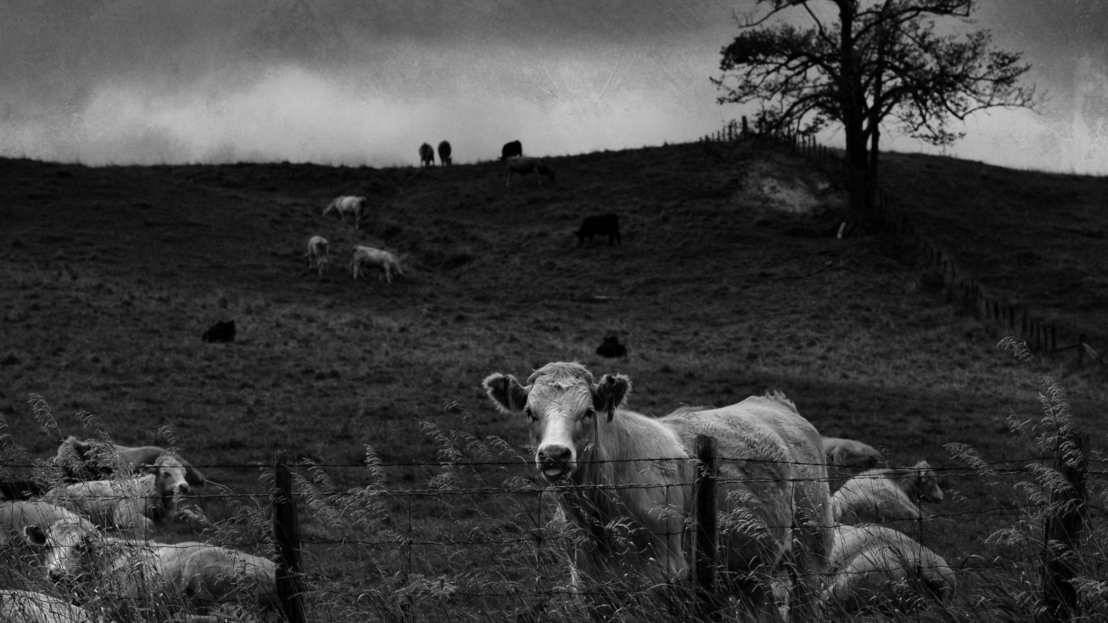 Three poems by mary dunne the milk house