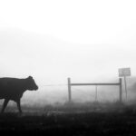 Cow in mist