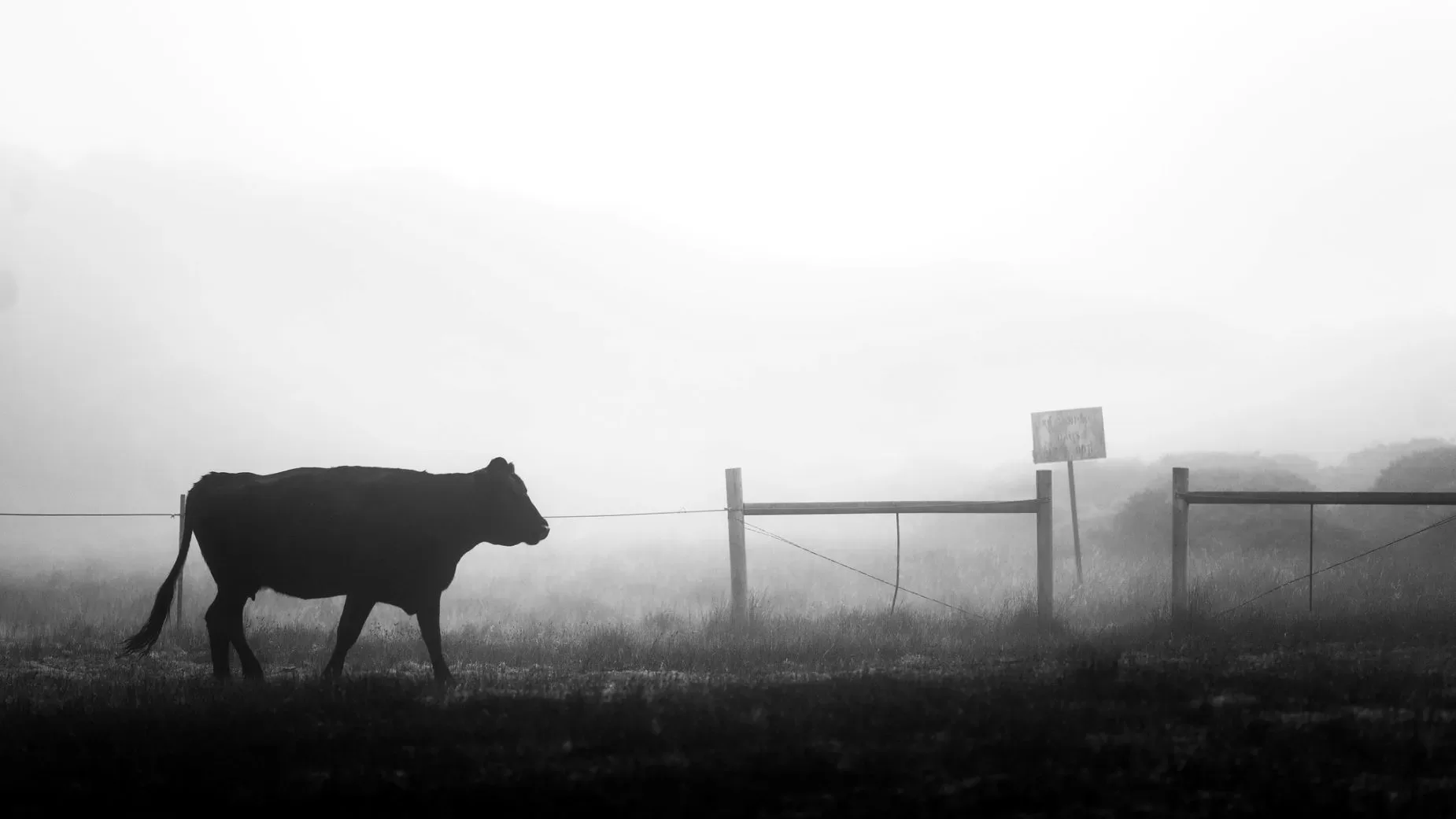 Cow in mist